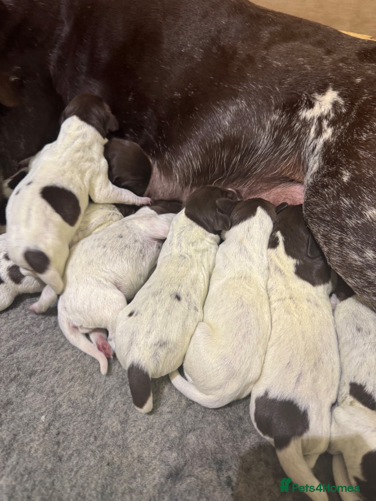 German Shorthaired Pointer dogs 🐾 KC Registered German Shorthaired Pointer Pups - Advert 8