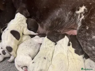 German Shorthaired Pointer dogs 🐾 KC Registered German Shorthaired Pointer Pups - Advert 8