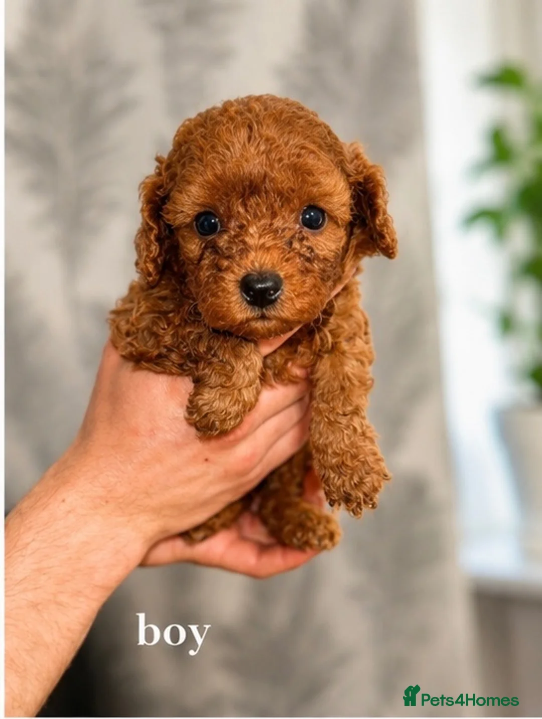 Cavapoo dogs for sale: Adorable Cavapoo Pups🧸✨ - Advert 2