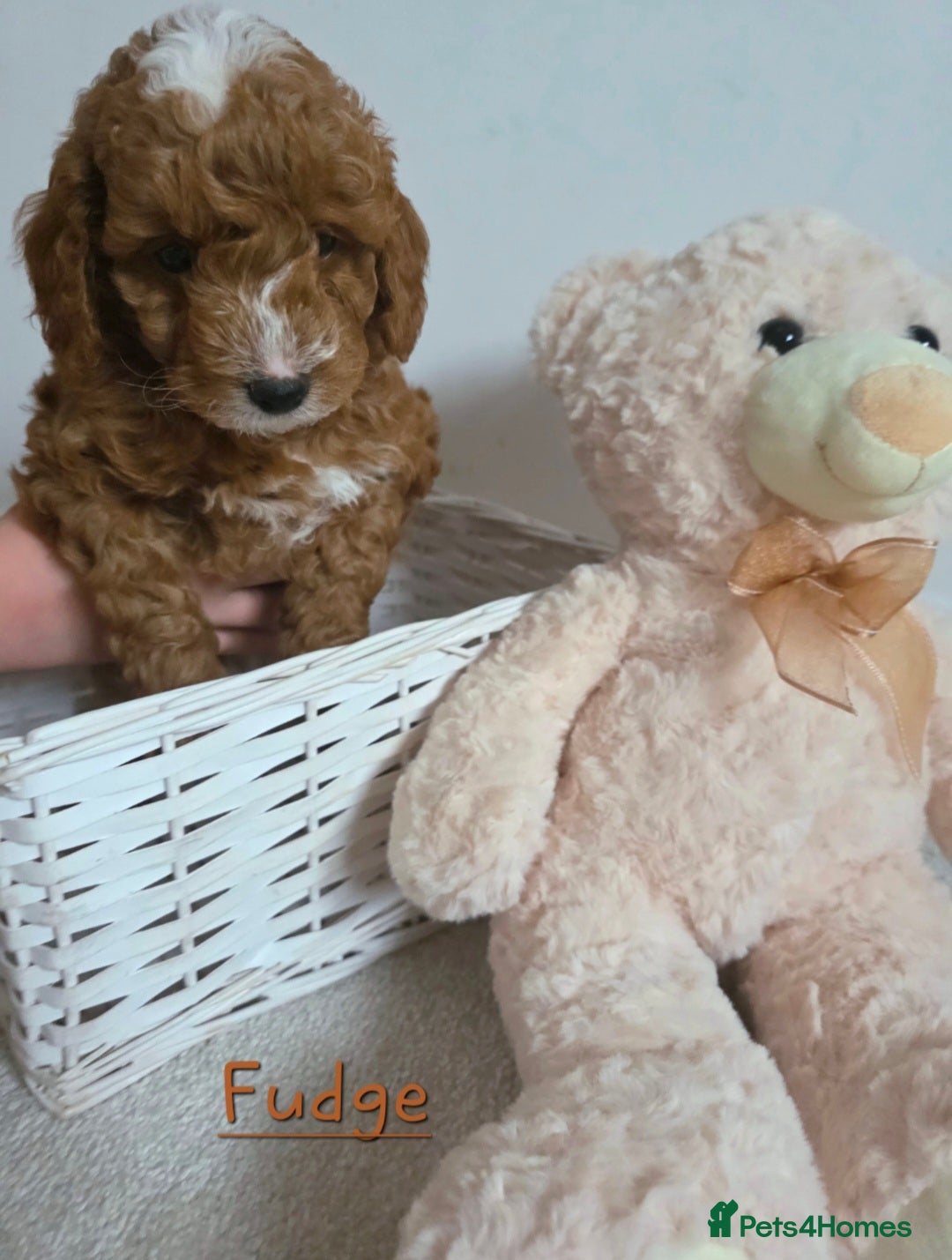 Cockapoo dogs SUPER CURLY TEDDY F1B Cockapoos, amazing  - Advert 5