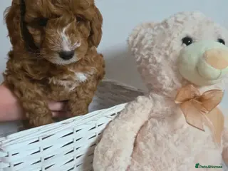 Cockapoo dogs SUPER CURLY TEDDY F1B Cockapoos, amazing - Advert 5