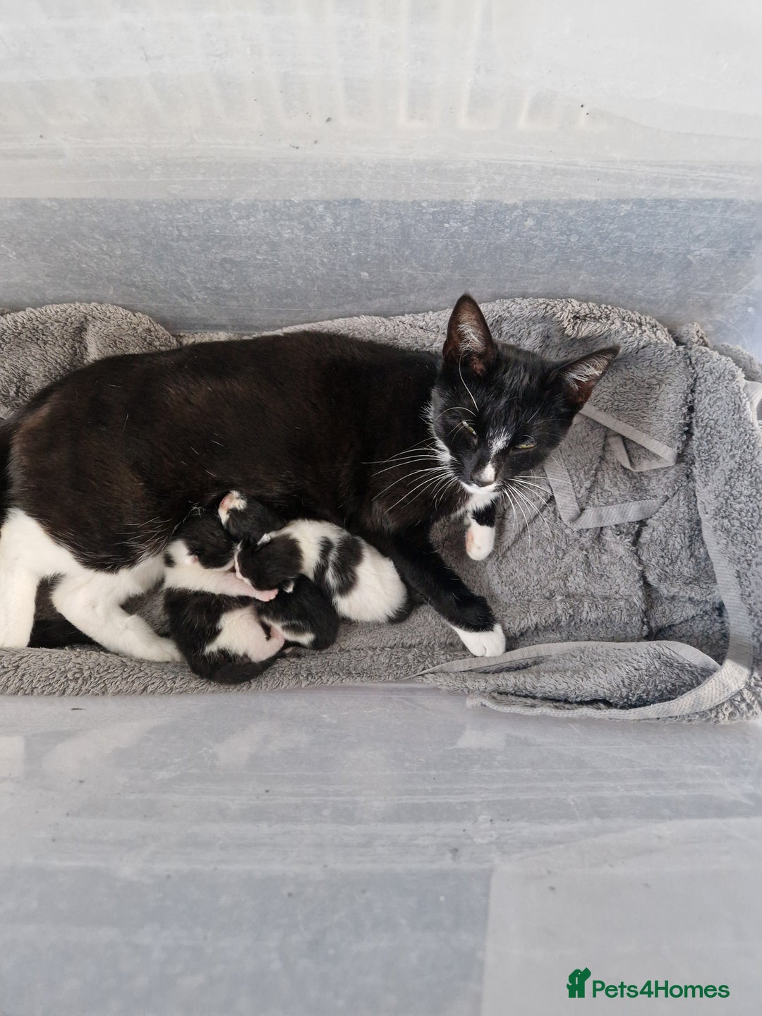 Mixed Breed cats for sale: Black and white kittens - Image 3