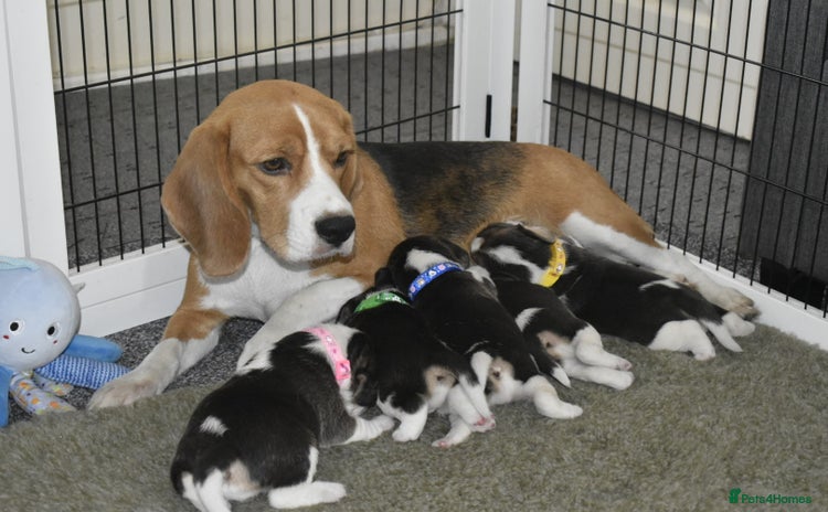 Beagle dogs - Advert 1