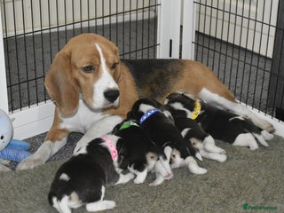 Beagle dogs - Advert 2