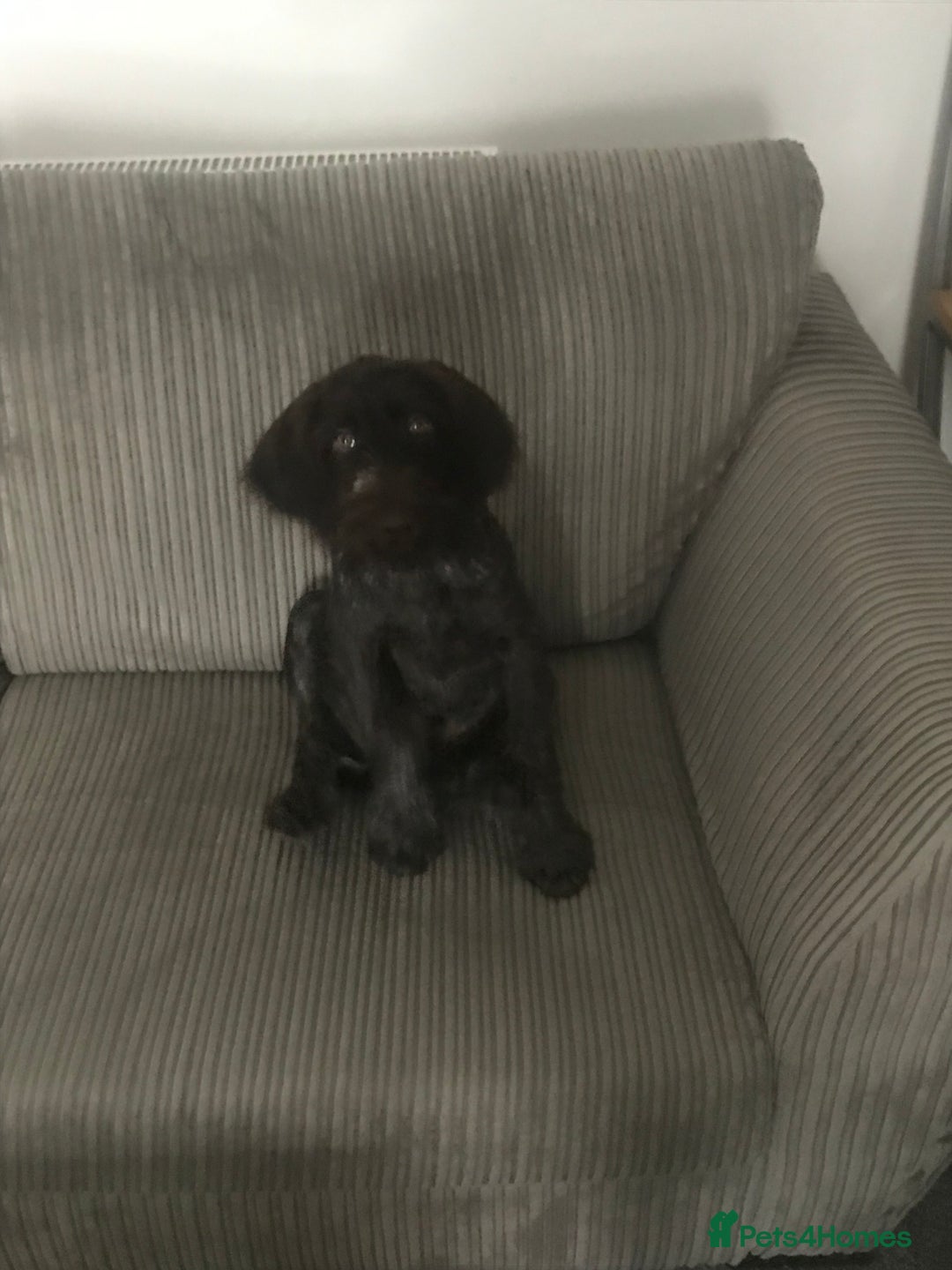 German Wirehaired Pointer dogs for sale: German Wirehaired Pointer - Advert 3