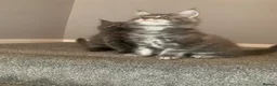 Maine Coon cats for sale: AMAZING TICA REGISTERED KITTENS - Advert 10
