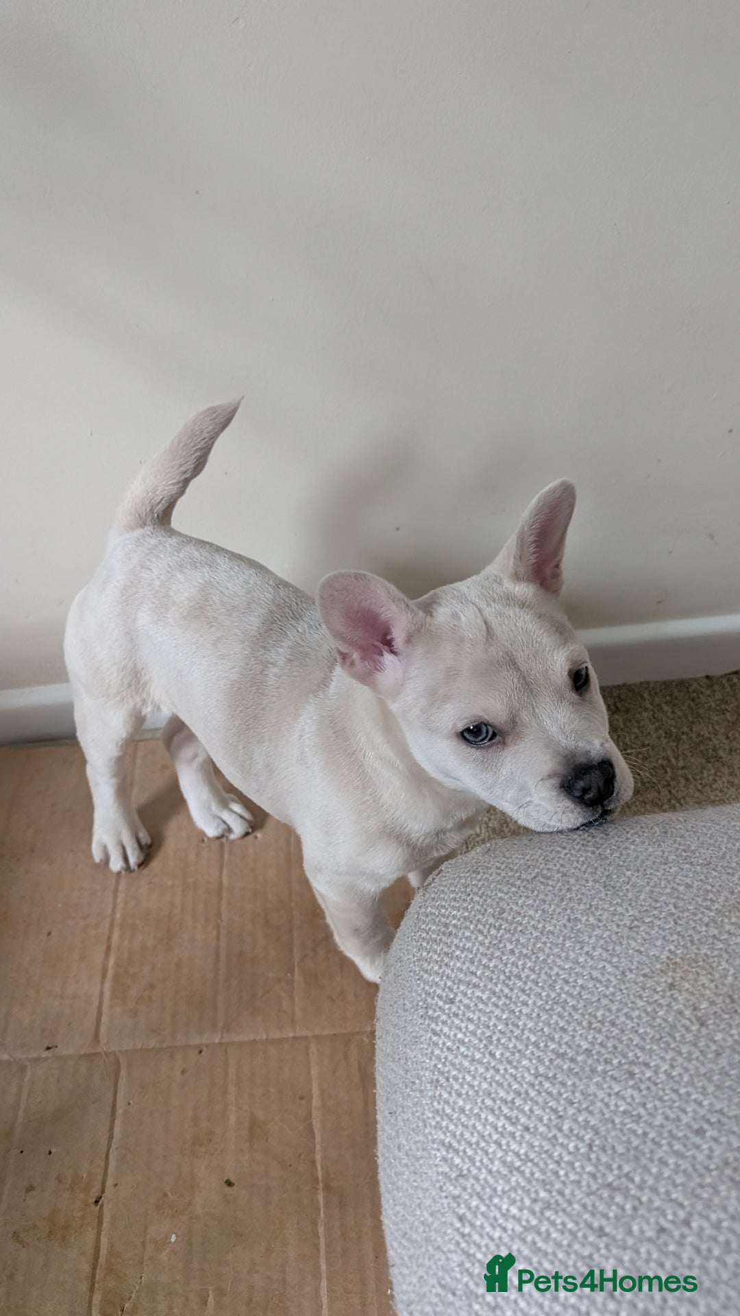 Mixed Breed dogs for sale: 3x Female French Bulldog X Chow Chow puppies.   - Advert 12