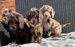 Cockapoo dogs for sale: LOVELY LITTER MERLE COCKAPOOS  - Image 11