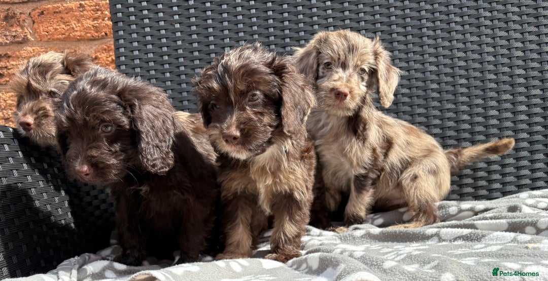 Cockapoo dogs for sale: LOVELY LITTER MERLE COCKAPOOS  - Image 11