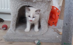 Ragdoll cats for sale: RAGDOLLS BOYS BICOLOUR VACCINATED MICROCHIPED  - Image 39