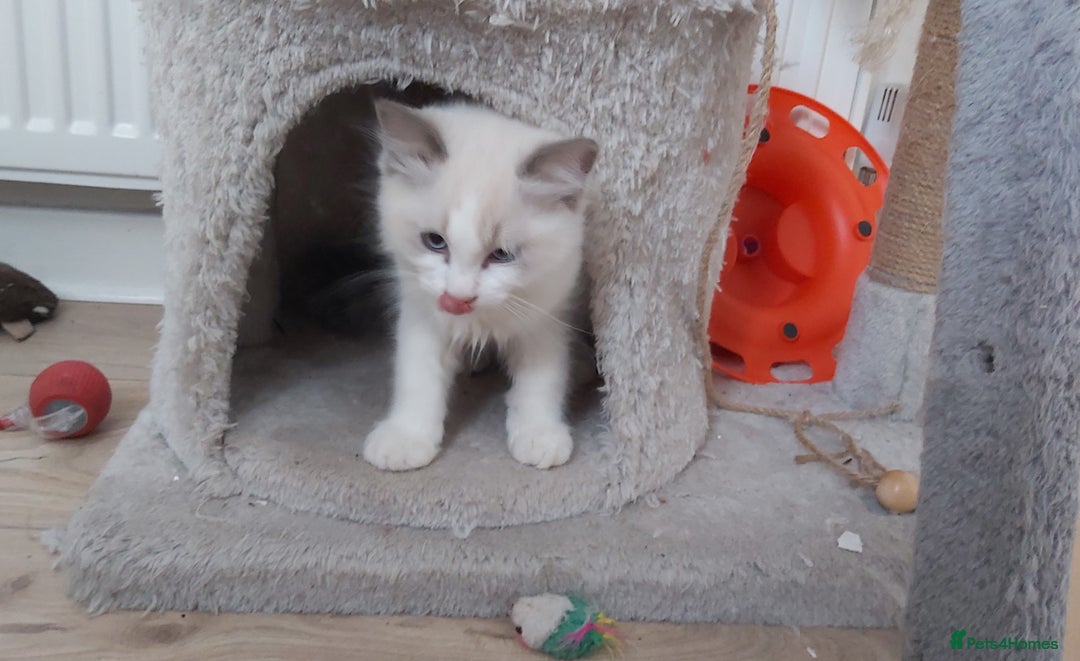 Ragdoll cats for sale: RAGDOLLS BOYS BICOLOUR VACCINATED MICROCHIPED  - Image 39