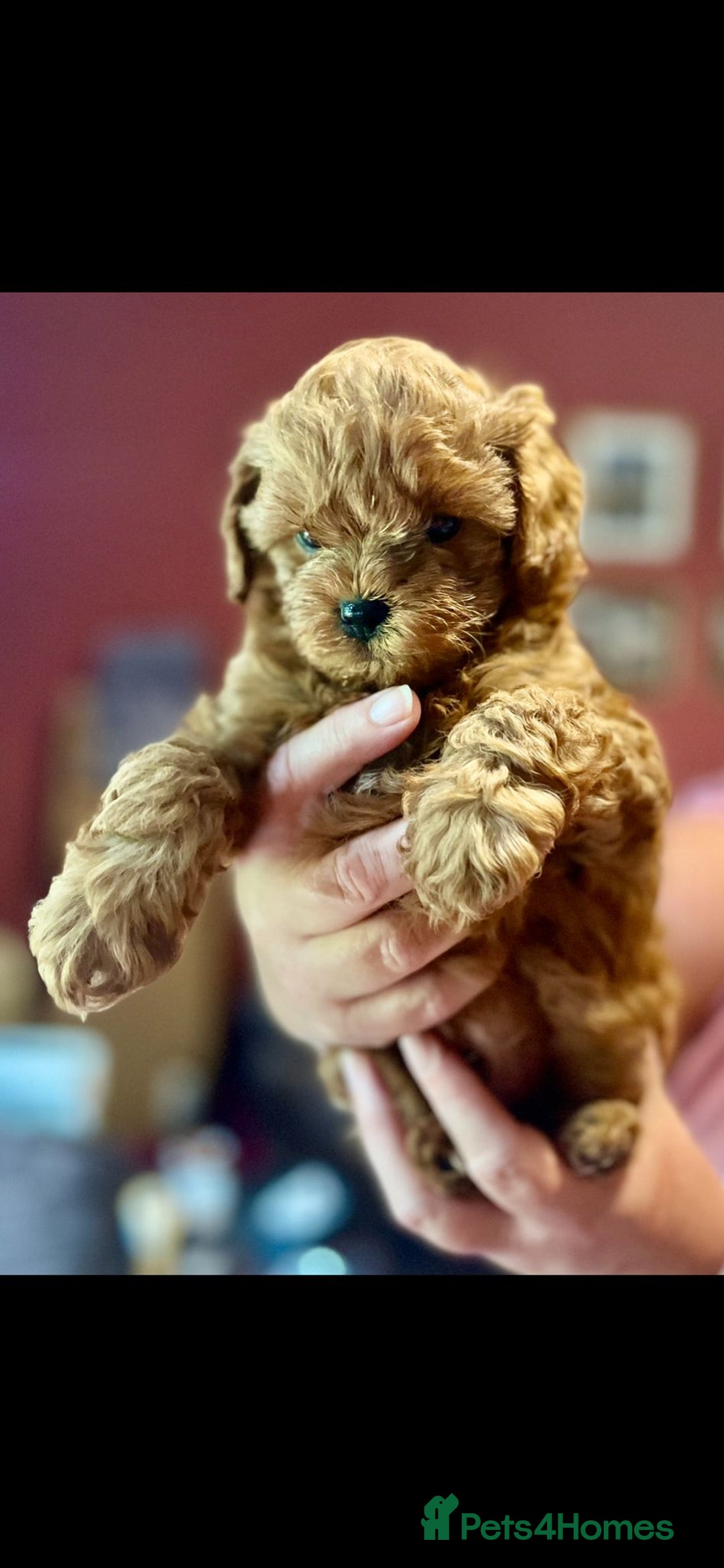 Shihpoo dogs for sale: 💙💗💗 stunning  F1 shihpoo puppies 🔥  - Image 2