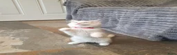 Ragdoll cats for sale: 💖9 Weeks Old💖Beautiful GCCF Ragdoll Kittens. - Advert 20