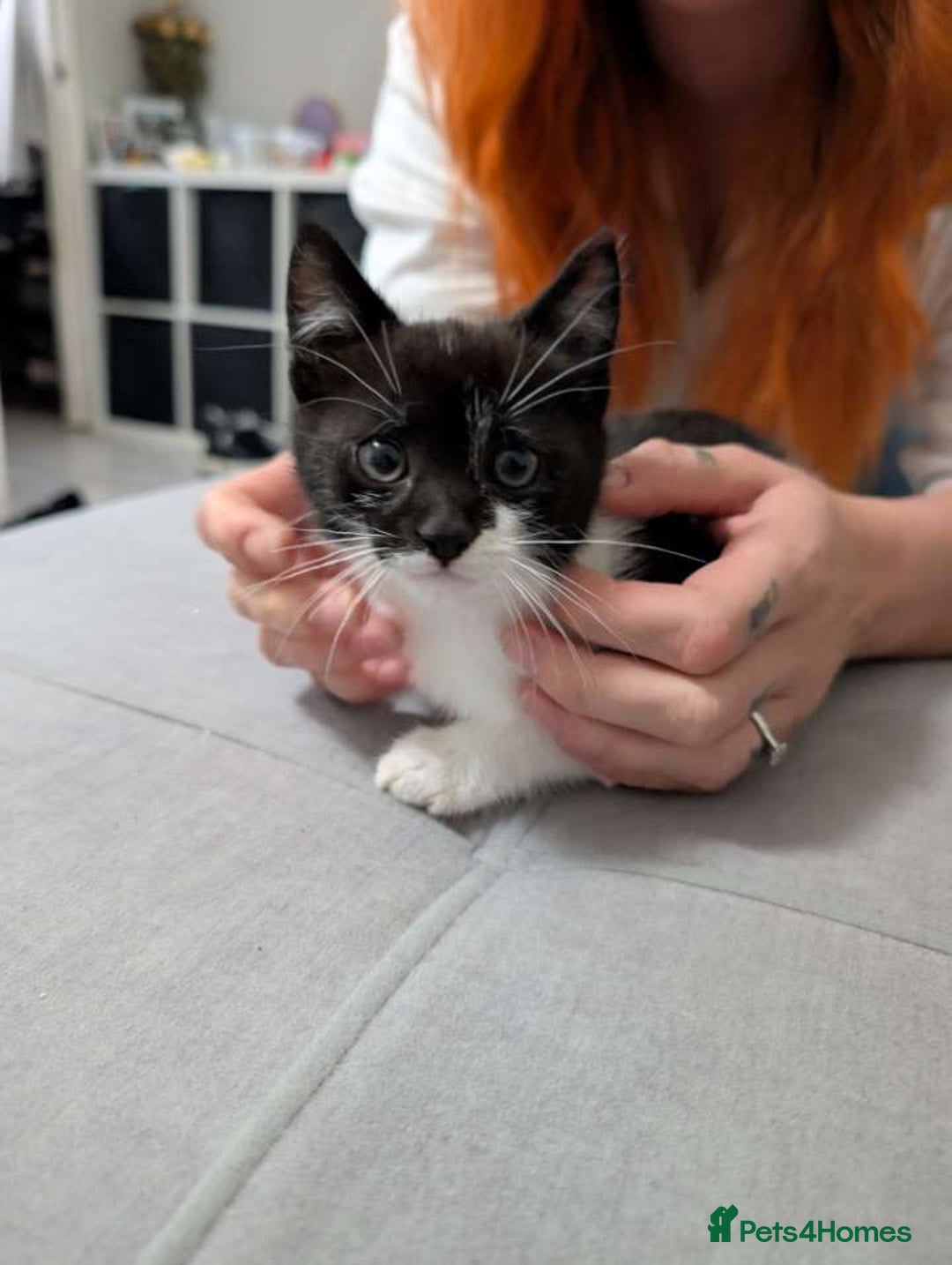 Mixed Breed cats for sale: Three gorgeous male kittens for sale - Image 4
