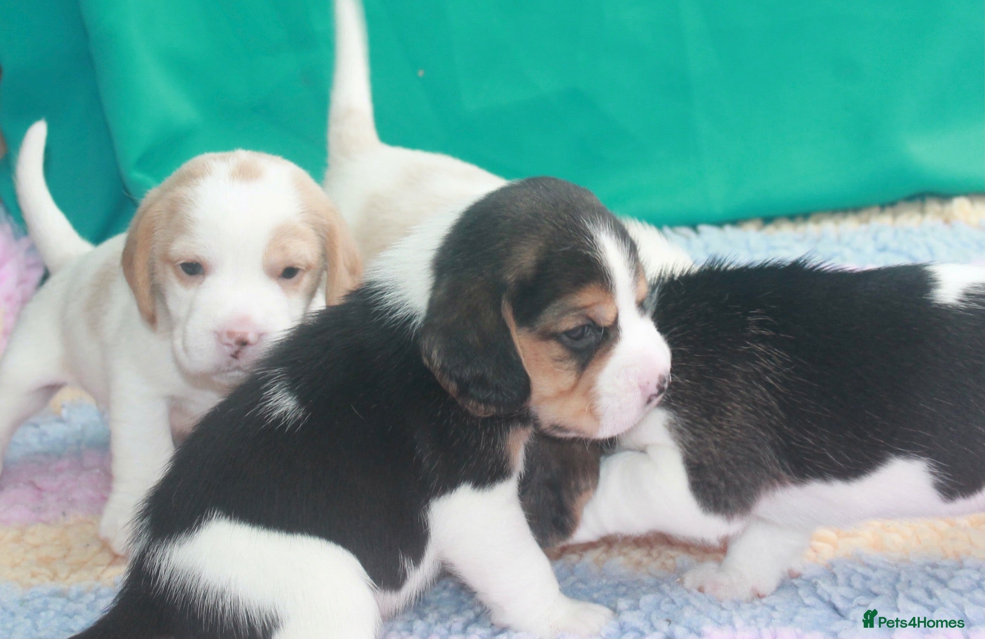 Beagle dogs KENNEL CLUB REGISTERED TRI COLOUR & TAN/WHITE PUPS - Advert 1