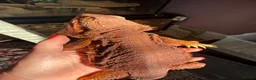 Bearded Dragon reptiles for sale: Stunning adult bearded dragons  - Advert 8