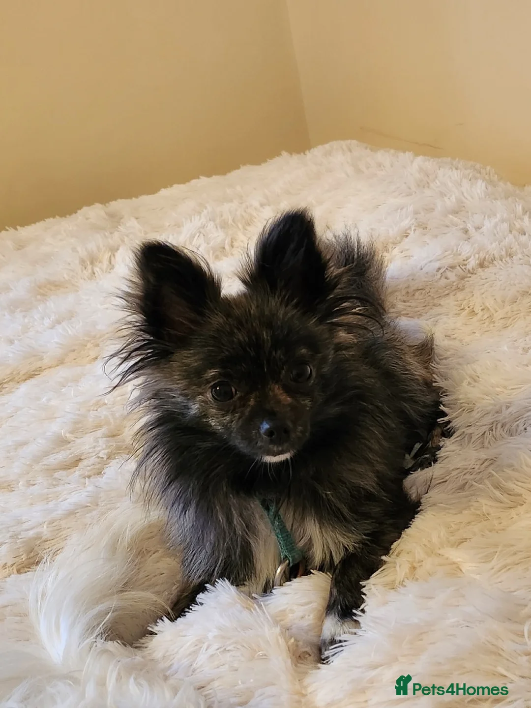 Pomchi dogs for stud: Pomchi for stud. - Advert 1