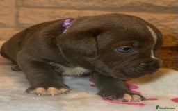 Mixed Breed dogs for sale: Cane Corse X puppies  - Image 11
