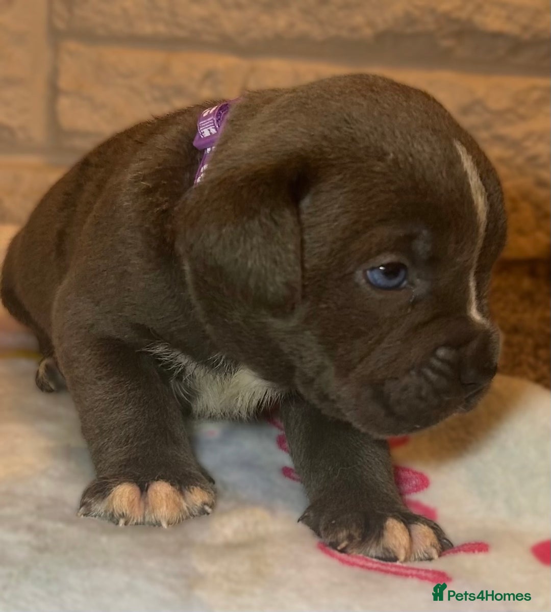 Mixed Breed dogs for sale: Cane Corse X puppies  - Image 11