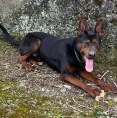 Mixed Breed dogs - Advert 16