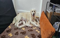 Golden Retriever dogs for sale: Golden Retriever Puppies - you will Fall in love  - Image 3