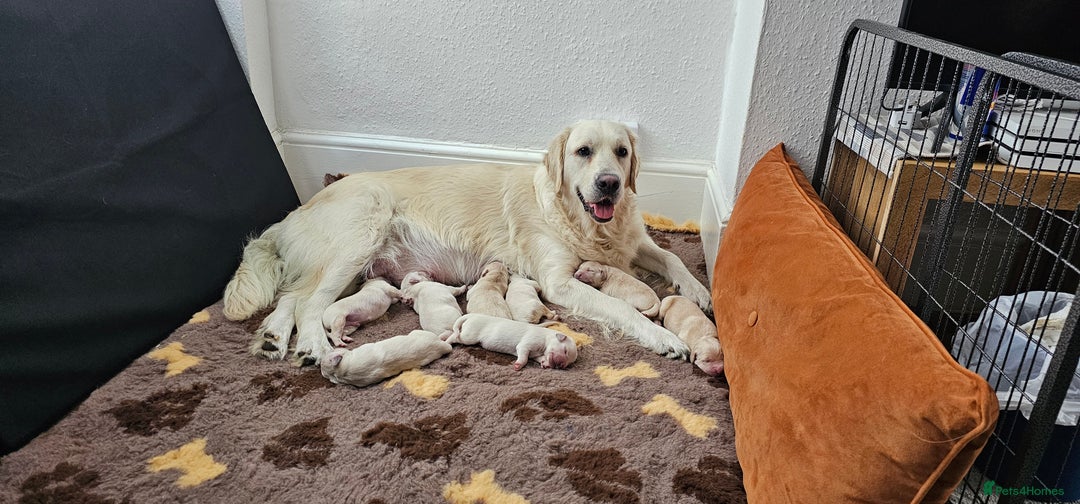 Golden Retriever dogs for sale: Golden Retriever Puppies - you will Fall in love  - Image 3