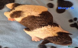 Standard Poodle dogs for sale: KC Reg Chocolate parti Standard Poodle puppies - Image 11