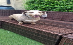 Dachshund dogs for sale: Lili  - Image 4