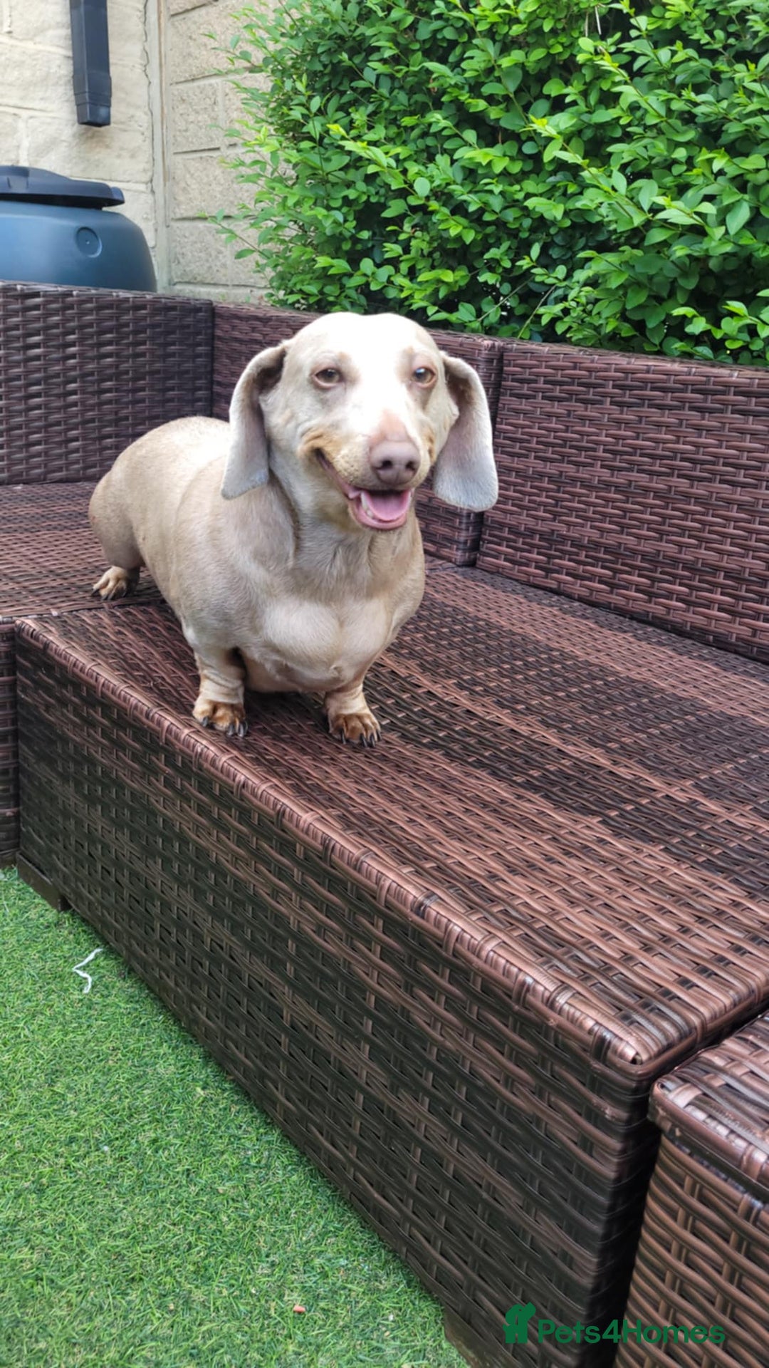 Dachshund dogs for sale: Lili  - Image 4