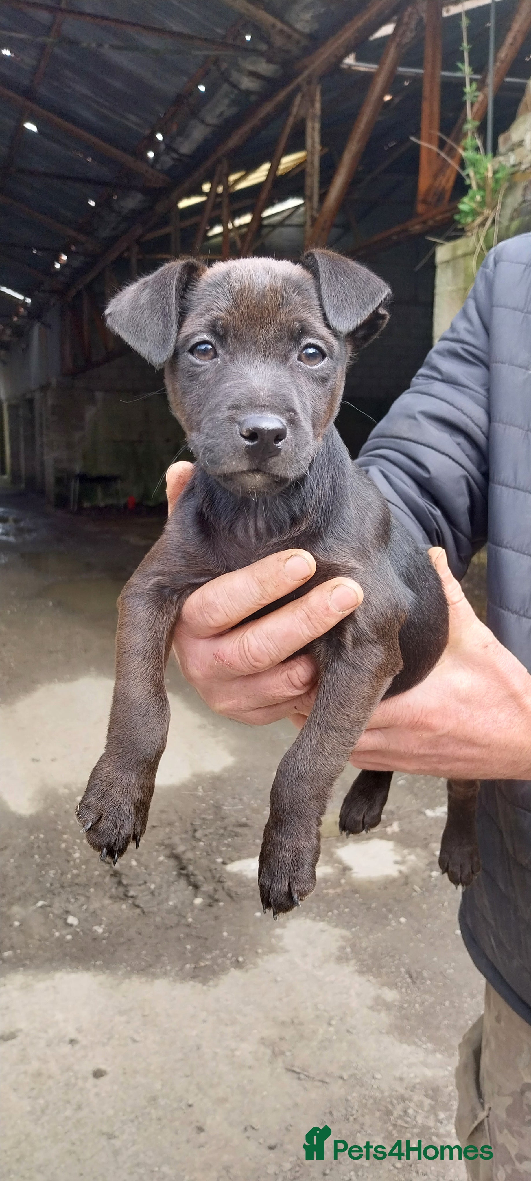 Patterdale Terrier dogs Patterdale Terrier - Advert 6