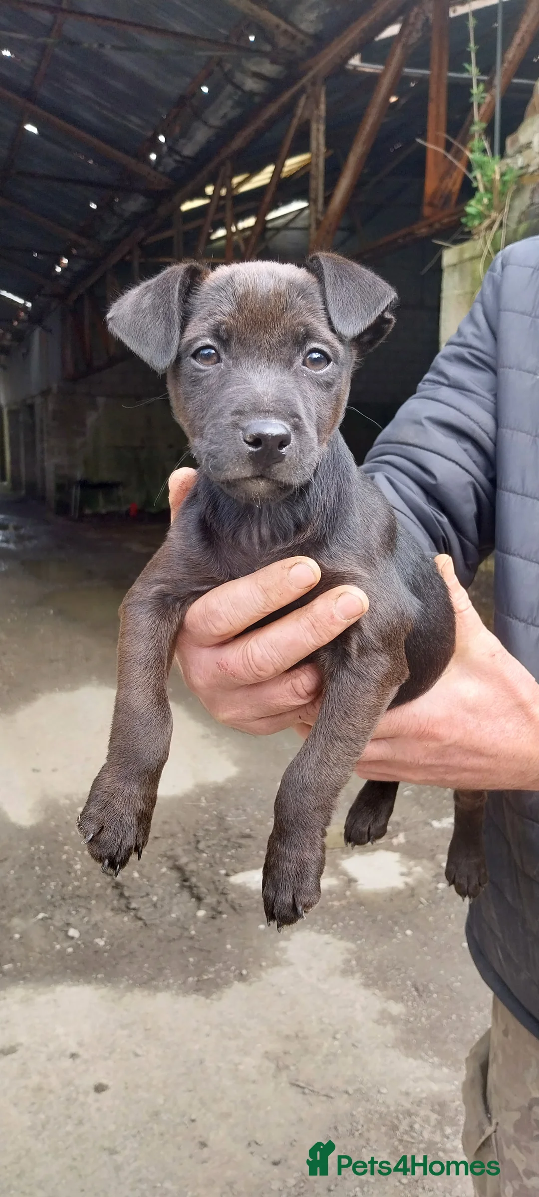Patterdale Terrier dogs for sale: Patterdale Terrier - Advert 1