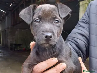 Patterdale Terrier dogs Patterdale Terrier - Advert 6