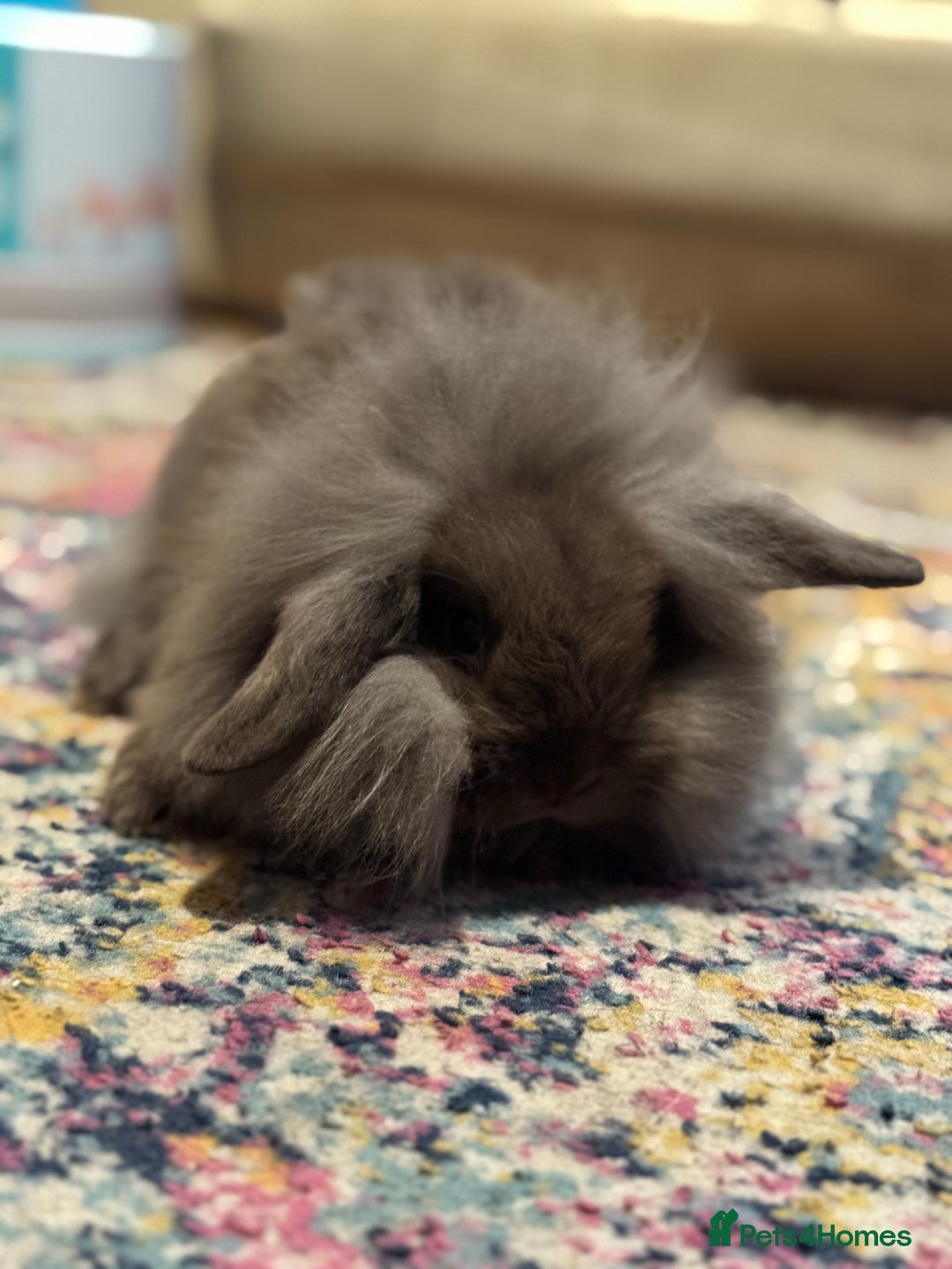 Mini Lion Lop rabbits for sale: One chocolate boy left! - Advert 6