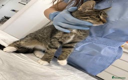 Mixed Breed cats for adoption: Stripes for adoption - Image 10