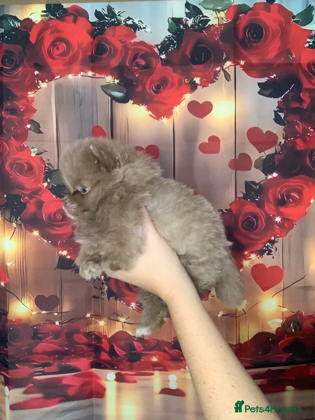 Pomeranian dogs for sale: UNIQUE BEAR FACE POMERANIAN LITTER - Advert 22