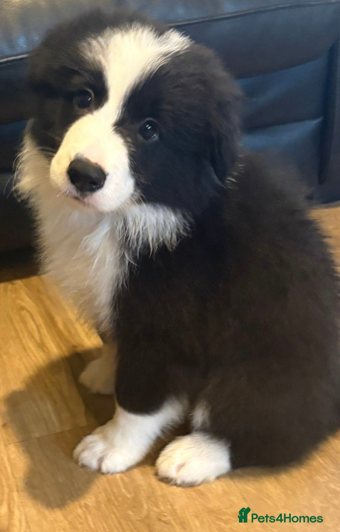 Border Collie dogs Exceptional KC Reg Border collie pups - Advert 2