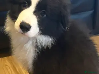 Border Collie dogs Exceptional KC Reg Border collie pups - Advert 2