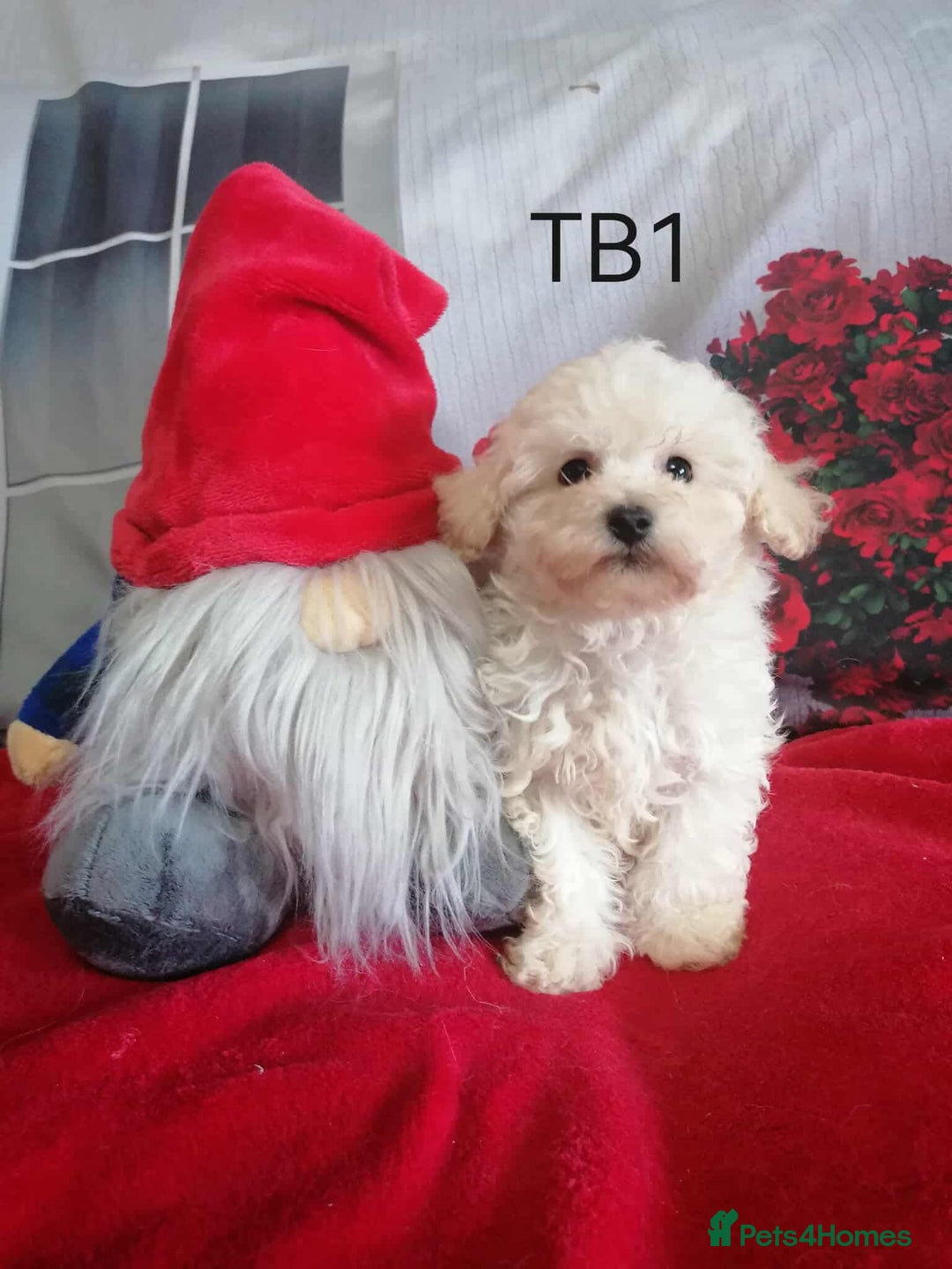 Maltipoo dogs for sale: Toy Maltipoos  - Image 4