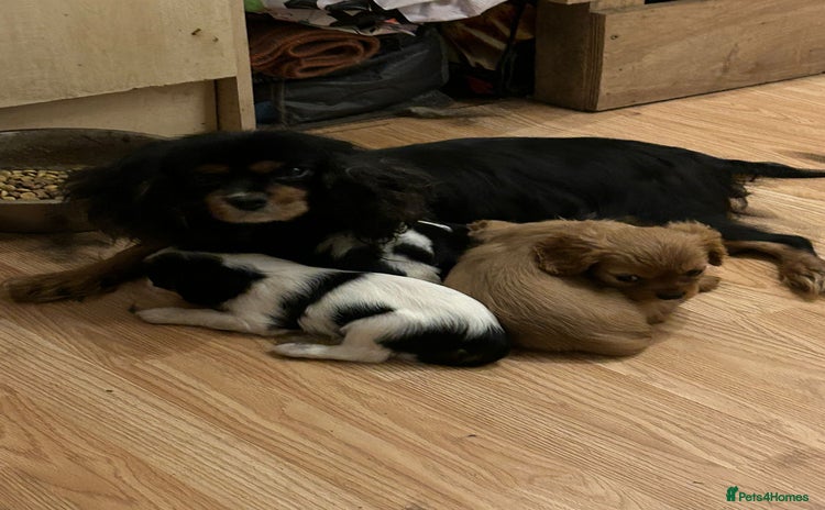 Cavalier King Charles Spaniel dogs - Advert 1