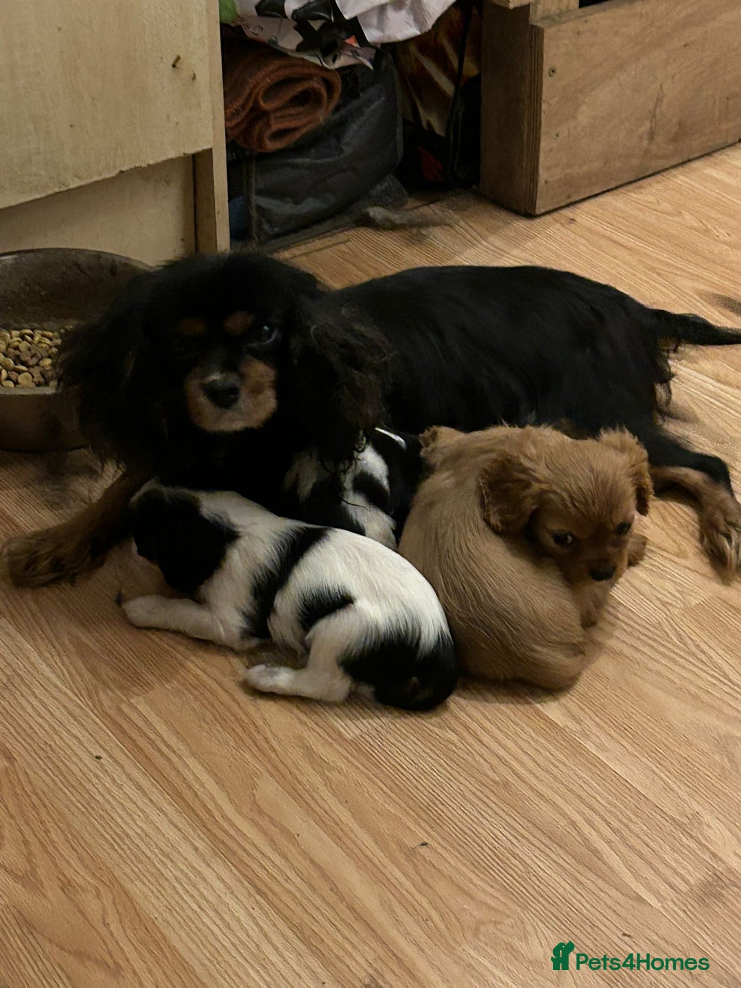 Cavalier King Charles Spaniel dogs for sale: 3 delightful Cavalier King Charles Spaniel Pups - Image 1