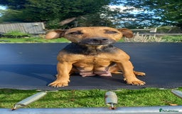 Mixed Breed dogs for sale: Border X Lakeland Terrier Puppies - Image 16