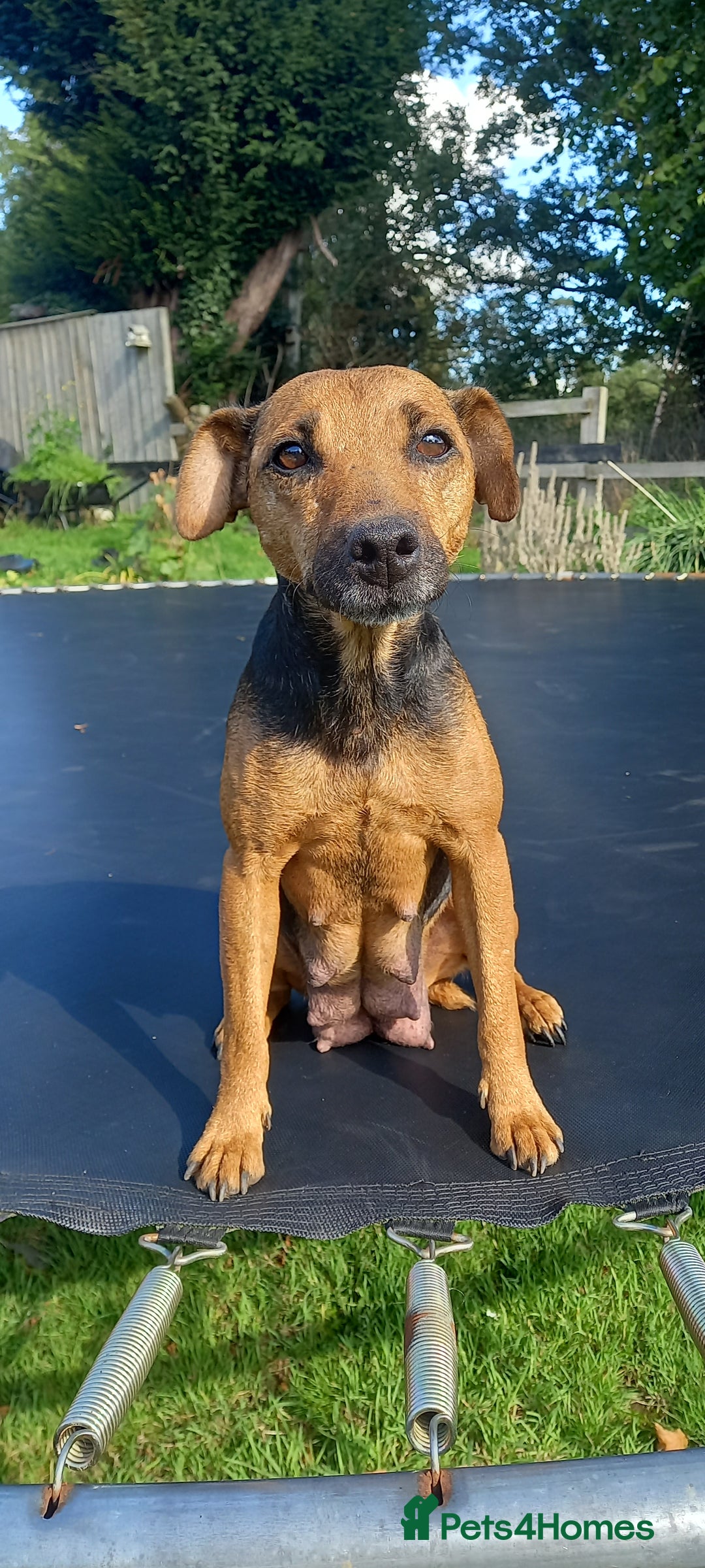 Mixed Breed dogs for sale: Border X Lakeland Terrier Puppies - Image 16