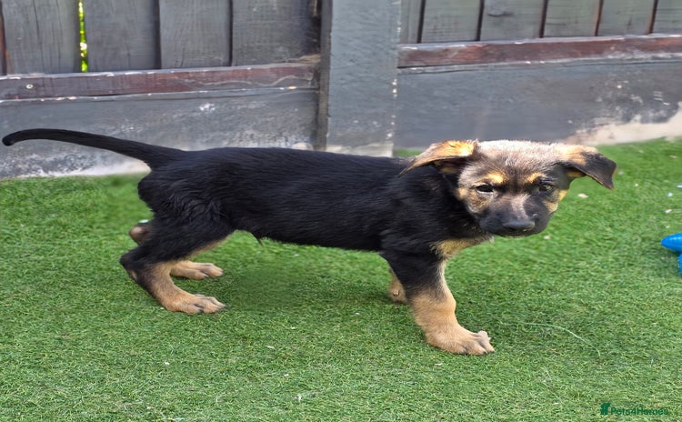 Mixed Breed dogs in Great Yarmouth - Advert 6