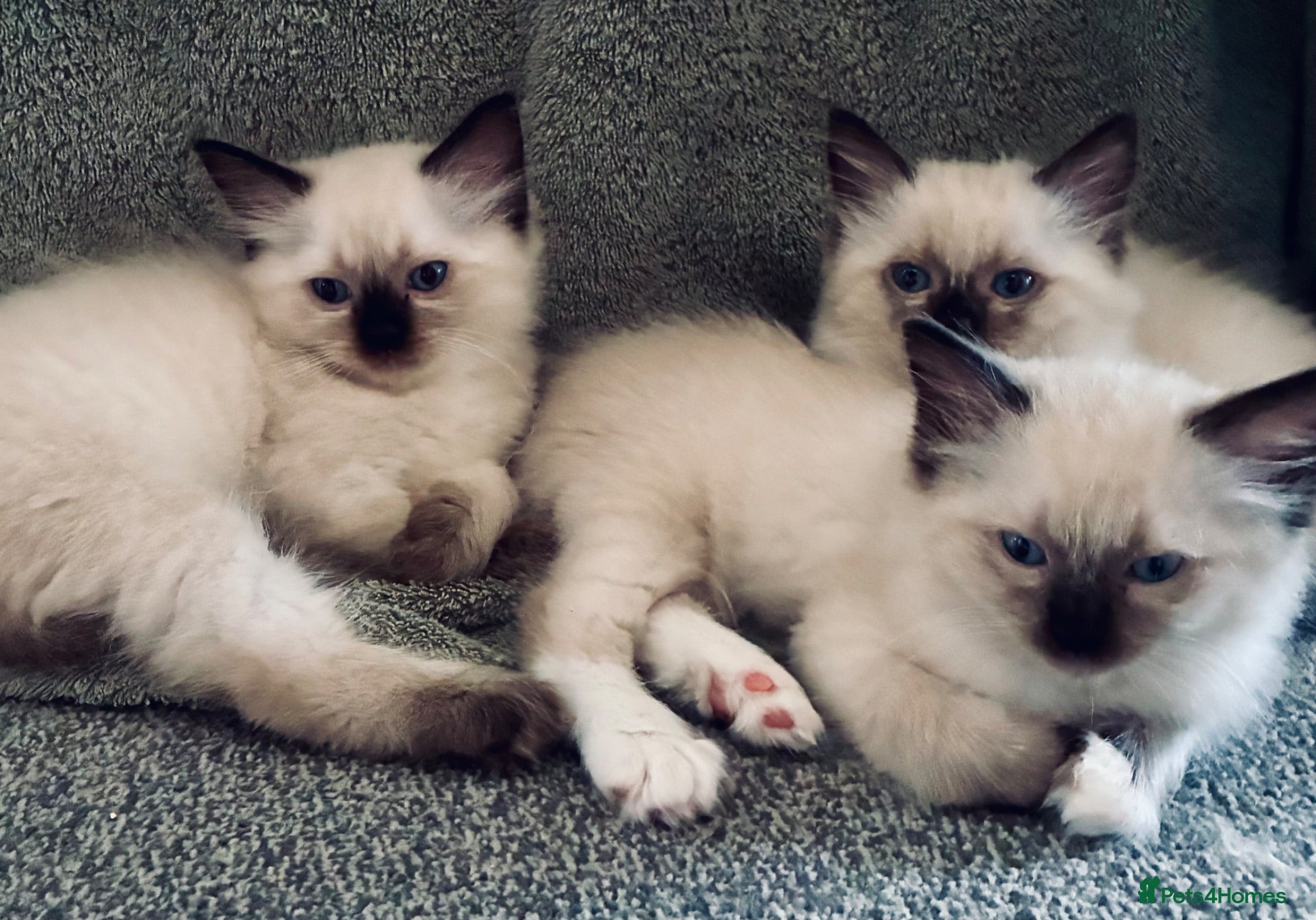 Ragdoll cats Pure Ragdoll Kittens *Ready Now* - Advert 13