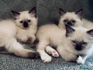 Ragdoll cats Pure Ragdoll Kittens *Ready Now* - Advert 13