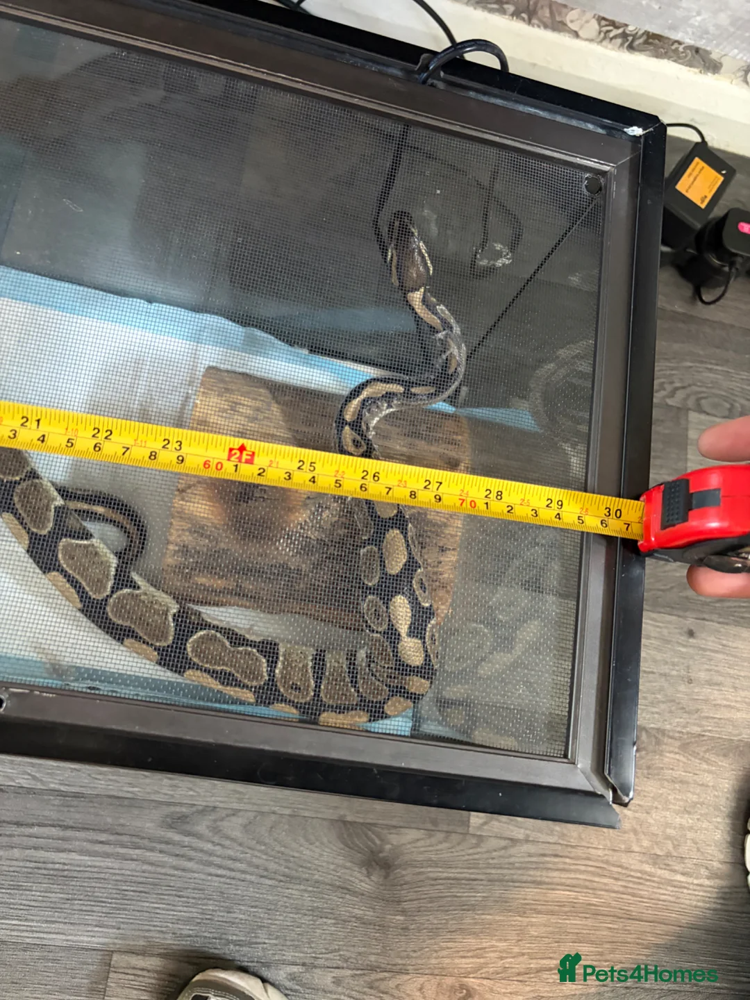 Python Snake reptiles for sale: 2 bull pythons for sale boy and girl - Advert 18