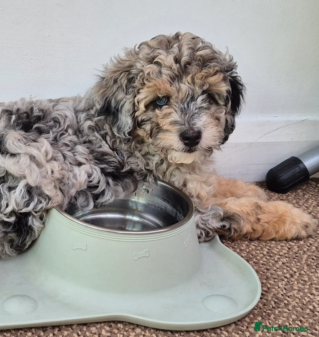 Sheepadoodle dogs for sale: Sheepadoodles in Ashford - Advert 2