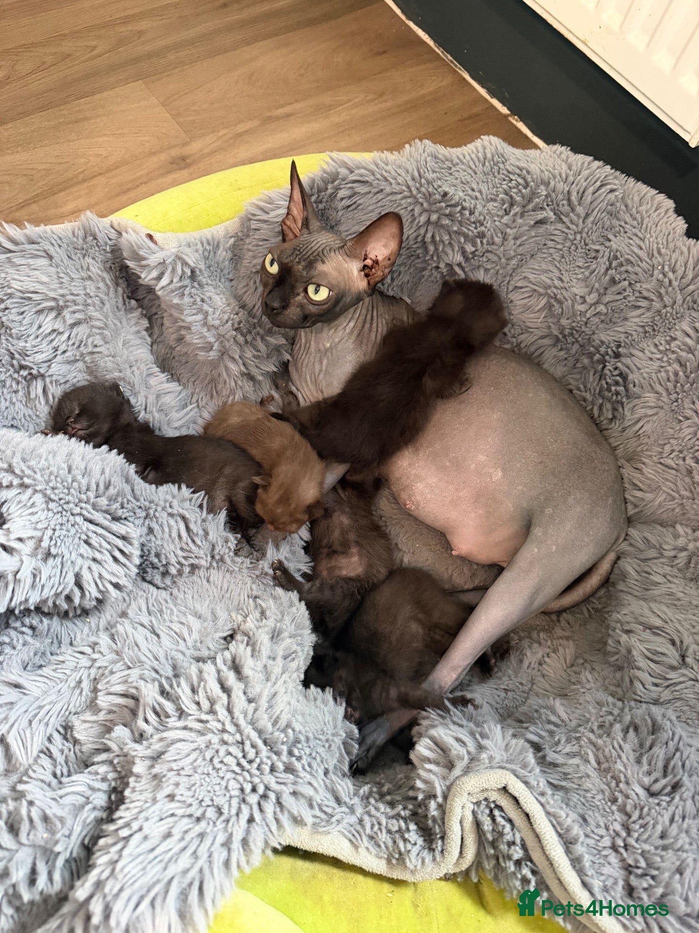 Mixed Breed cats Last of the litter  - Advert 4
