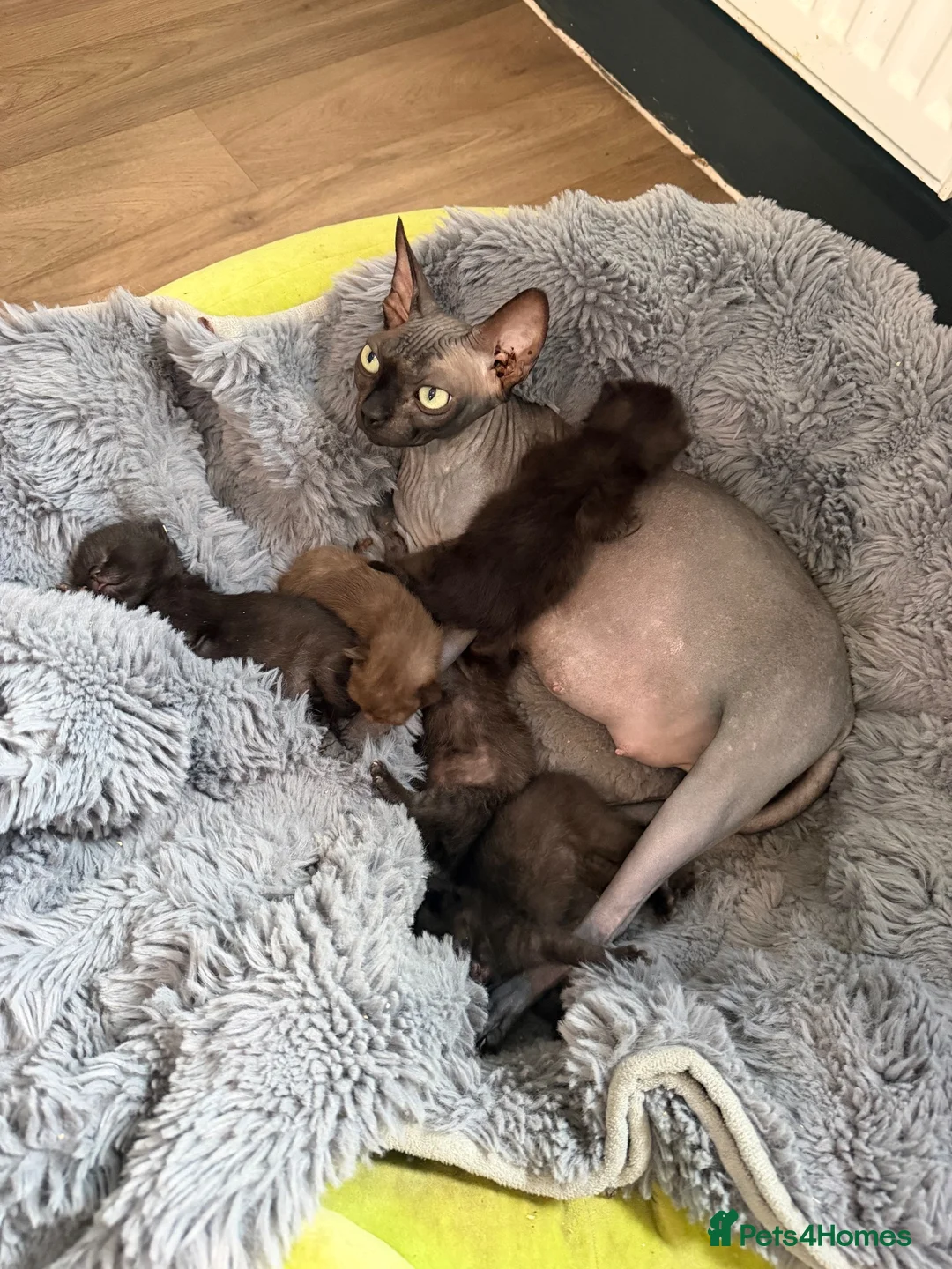 Mixed Breed cats for sale: Last of the litter  - Advert 1