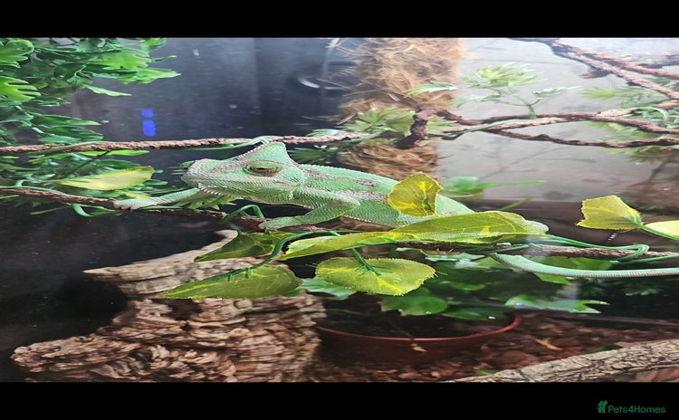 Chameleon reptiles - Advert 3